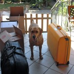 E a vigilare sui bagagli...un pericolosissimo labrador :-)