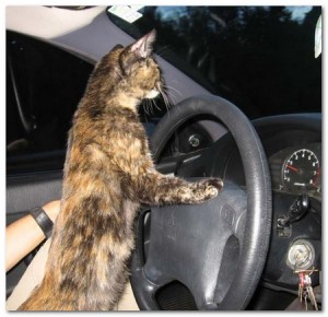 gatto_volante
